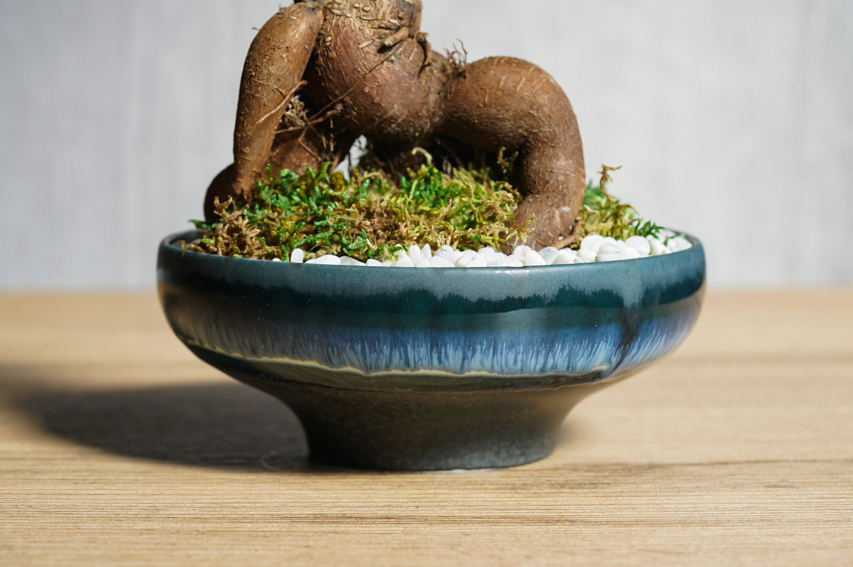 ガジュマル　ひげつき　神秘的　観葉植物　人気　610 ガジュマル ひげつき 神秘的 観葉植物 人気 610 - メルカリ