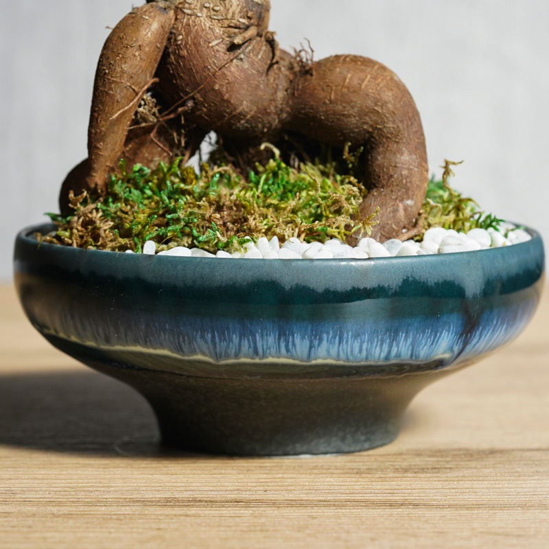ガジュマル　ひげつき　神秘的　観葉植物　人気　610 ガジュマル ひげつき 神秘的 観葉植物 人気 610 - メルカリ