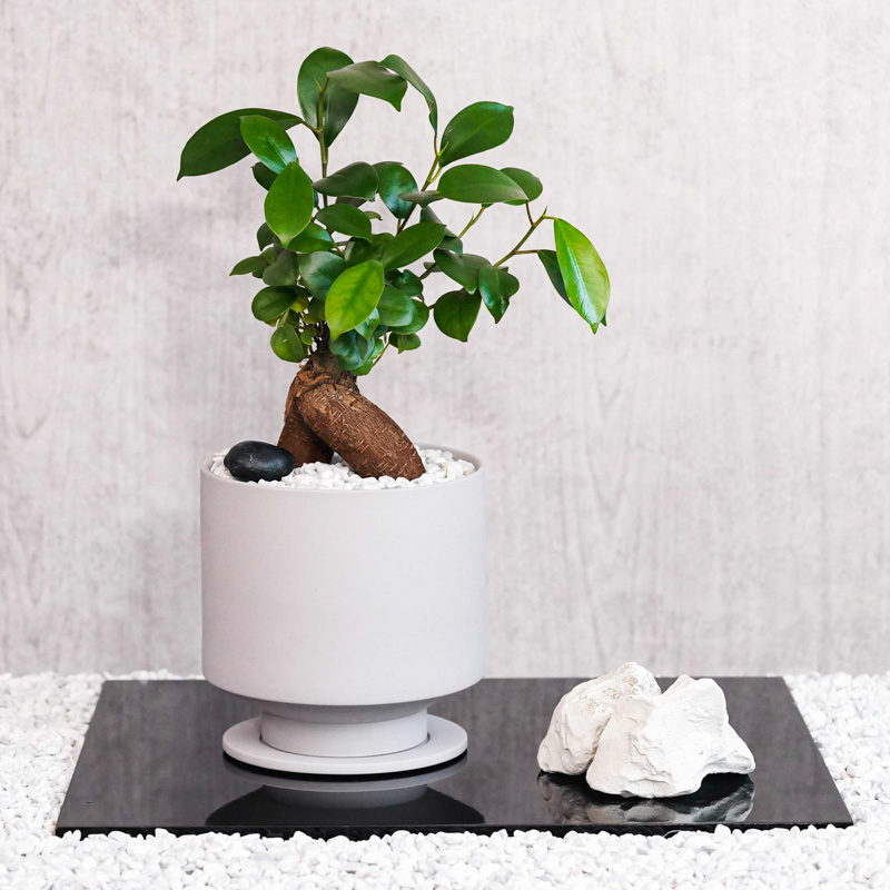 サマーセール。小葉ガジュマル 宝石のような観葉植物のお店 【Jewelry Plant】 3鉢セット