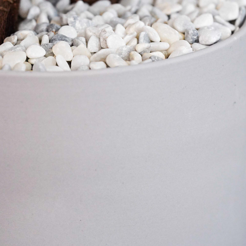 つややかな葉が美しいガジュマル(Gray) | 青山フラワーマーケット