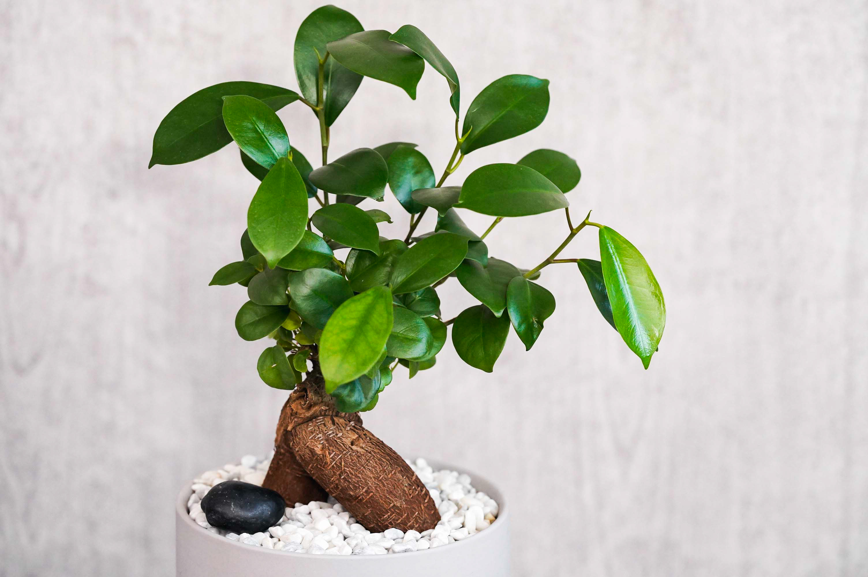 サマーセール。小葉ガジュマル 宝石のような観葉植物のお店 【Jewelry Plant】 3鉢セット