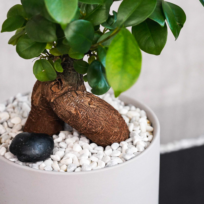 つややかな葉が美しいガジュマル(Gray) | 青山フラワーマーケット