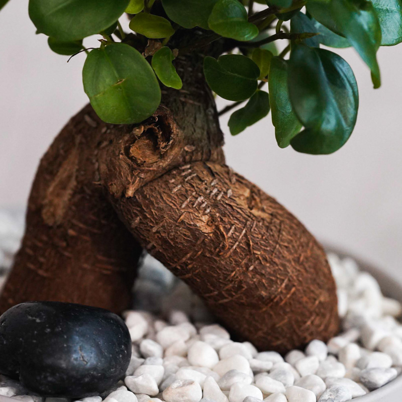 つややかな葉が美しいガジュマル(Gray) | 青山フラワーマーケット