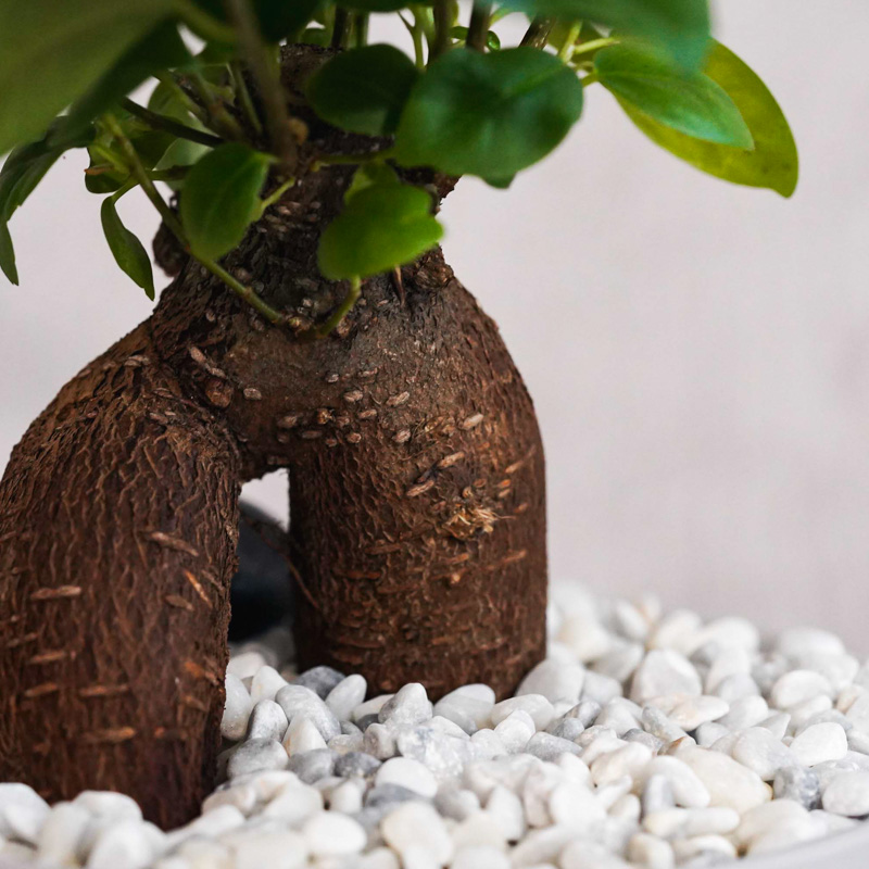 つややかな葉が美しいガジュマル(Gray) | 青山フラワーマーケット