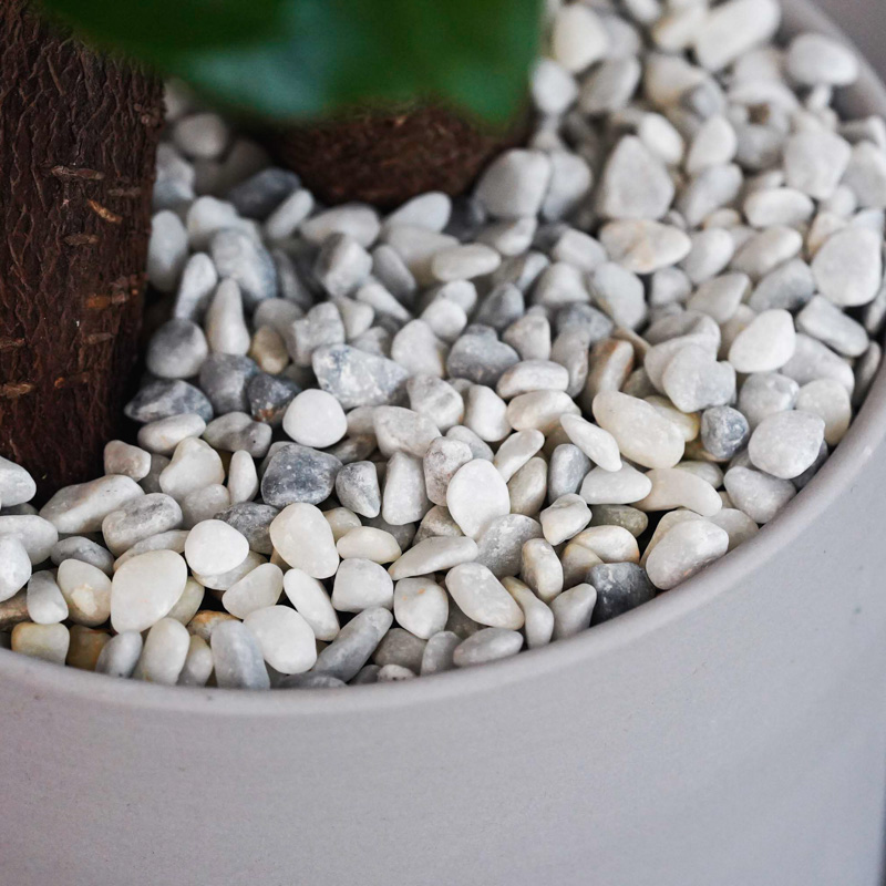 つややかな葉が美しいガジュマル(Gray) | 青山フラワーマーケット