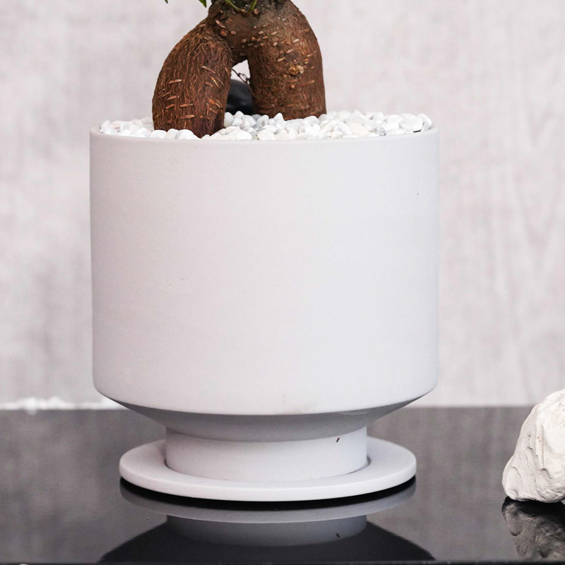 つややかな葉が美しいガジュマル(Gray) | 青山フラワーマーケット