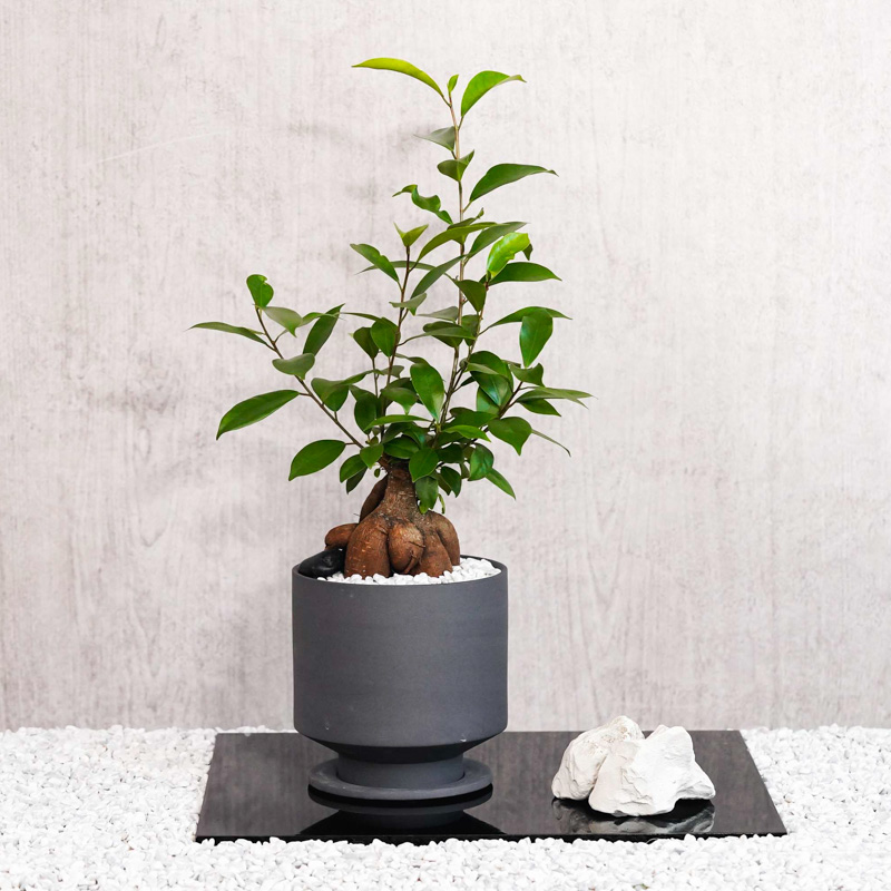 ✨✨✨オキナワアコウ・ガジュマル【◎良品素材】/old tree akou GR20231122_M5_YMTI21_0.jpg