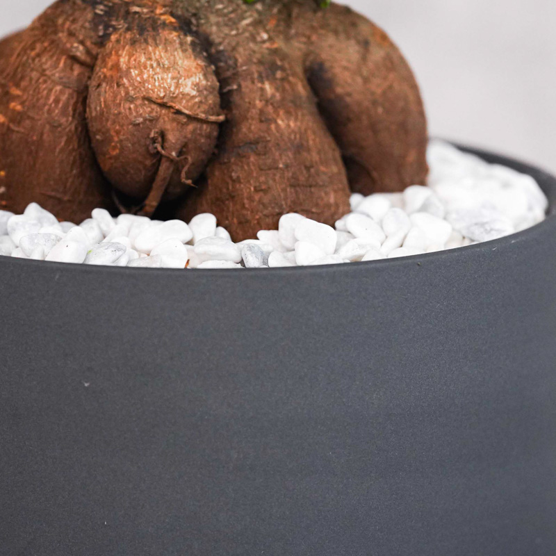 つややかな葉が美しいガジュマル(Black) | 青山フラワーマーケット