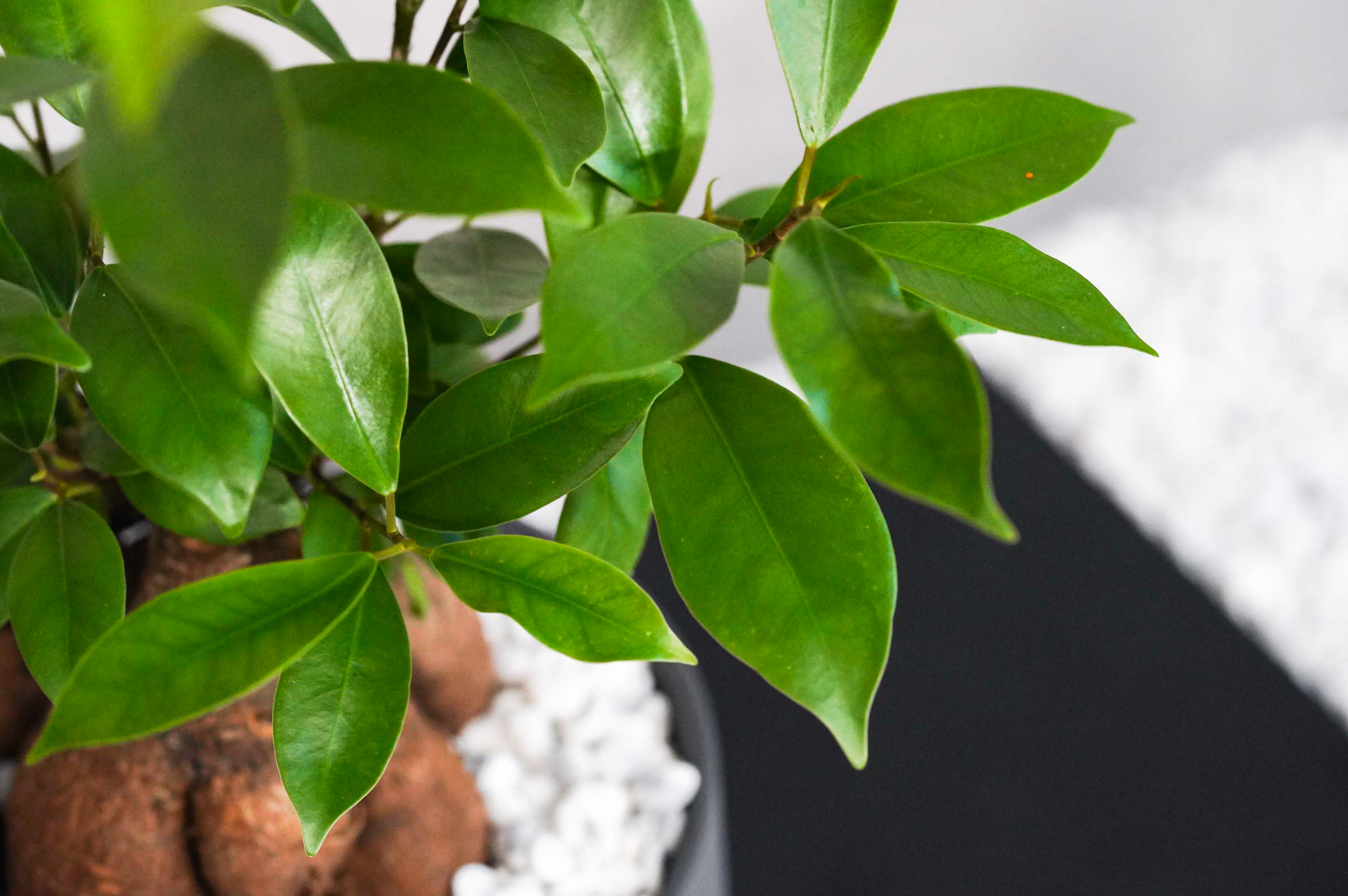 つややかな葉が美しいガジュマル(Black) | 青山フラワーマーケット