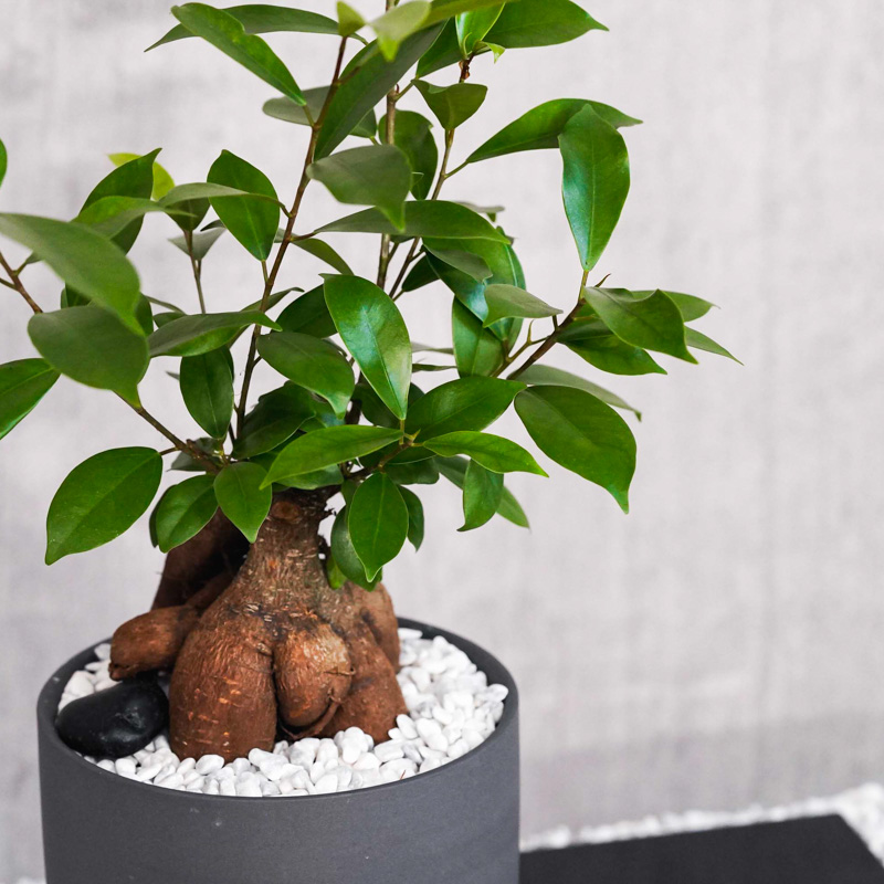 つややかな葉が美しいガジュマル(Black) | 青山フラワーマーケット