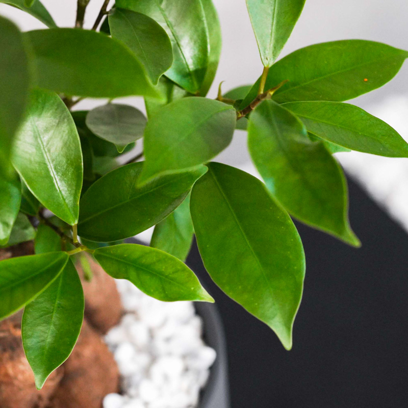 つややかな葉が美しいガジュマル(Black) | 青山フラワーマーケット