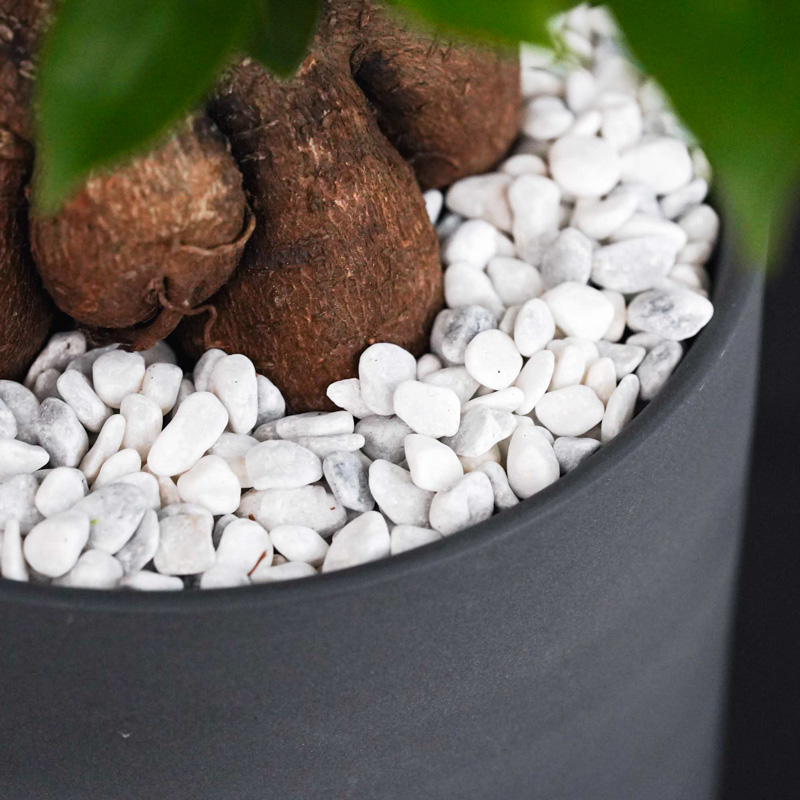 つややかな葉が美しいガジュマル(Black) | 青山フラワーマーケット