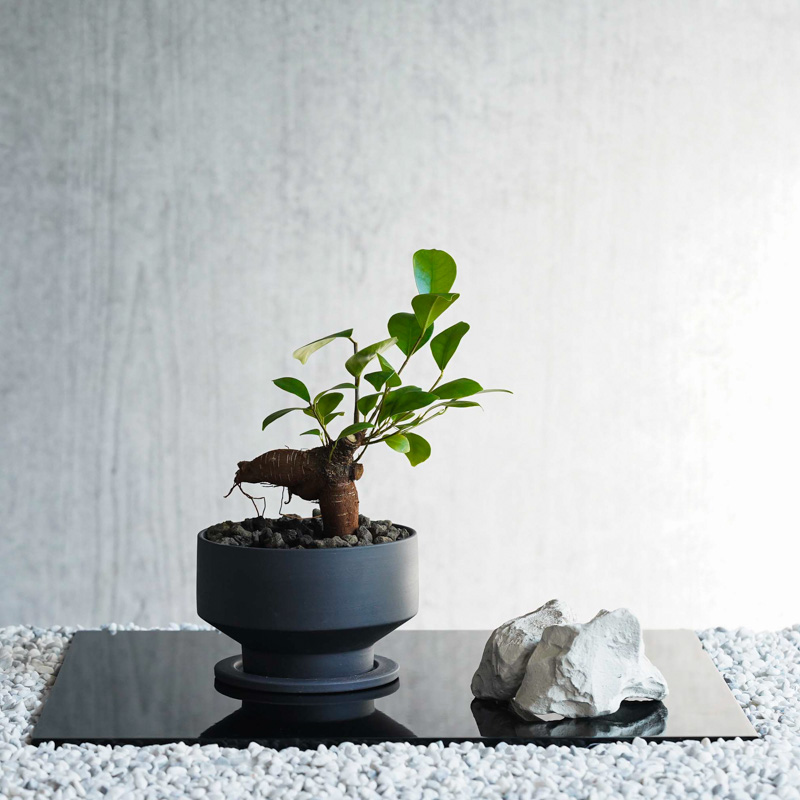 ガジュマル PLANCHU200294 観葉植物 ガジュマル2種の寄せ植え 人参ガジュマル