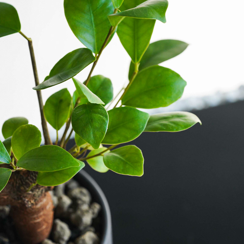 幸せを呼ぶ精霊が住むガジュマル(Black) | 青山フラワーマーケット