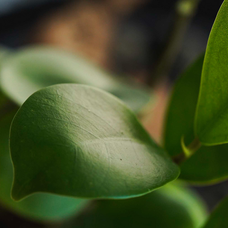 がじゅまる 幸せを呼ぶ精霊が住むガジュマル(Black) | 青山フラワーマーケット