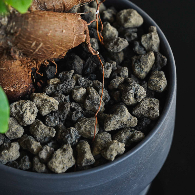 幸せを呼ぶ精霊が住むガジュマル(Black) | 青山フラワーマーケット