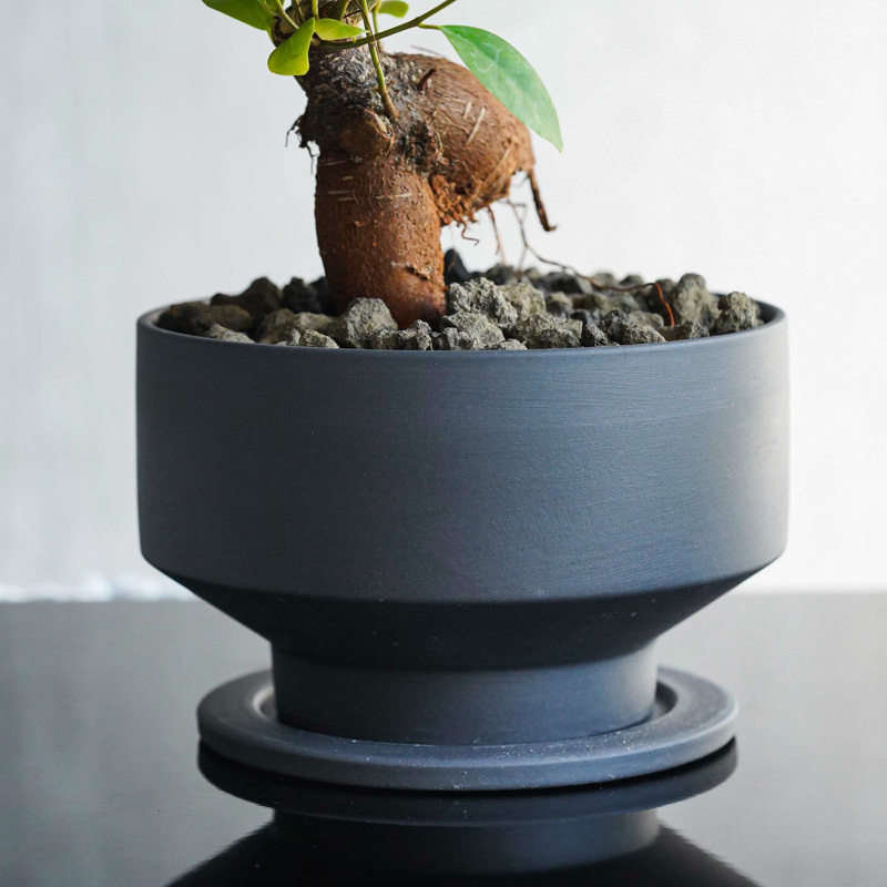 ガジュマル 幸せを呼ぶ精霊が住むガジュマル(Black) | 青山フラワーマーケット