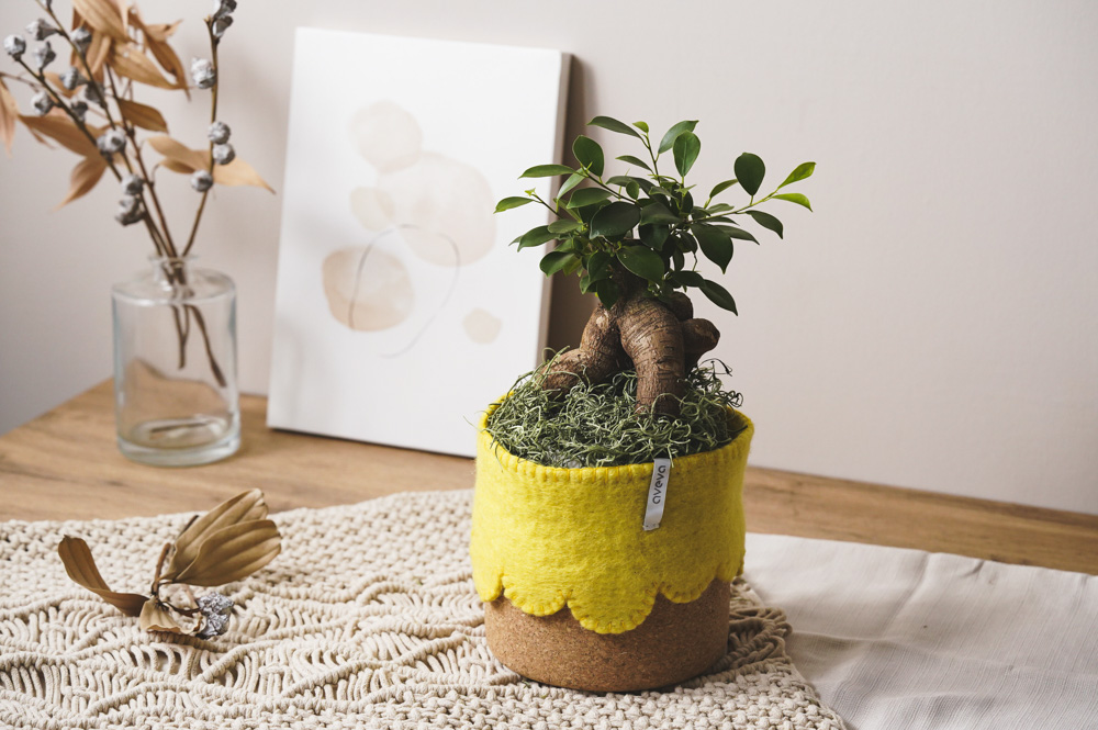 がじゅまる　No5 Best Selling Products – ページ：5 – ガジュマル アートクラフト