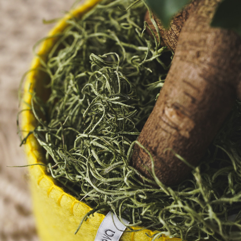 生命力あふれる樹形が特徴のガジュマル(Yellow) | 青山フラワー