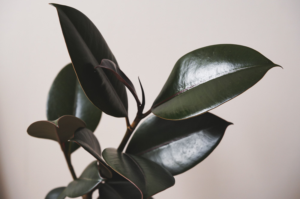 フィカス　バーガンディ　11 売約済※フィカス バーガンディ 11【現品】観葉植物 室内