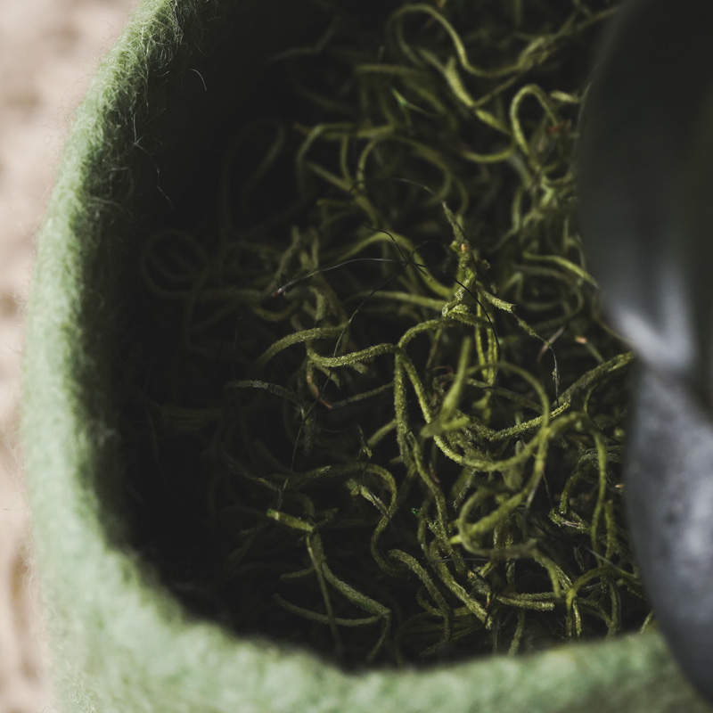 ワインレッドの新芽が美しいフィカス・バーガンディ(Green