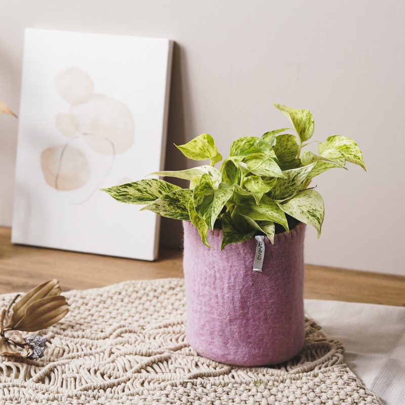 白い葉にグリーンの斑が希少なポトス・マーブルクイーン | 青山