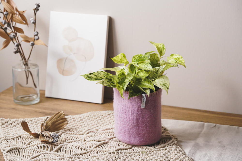 ポトス 青白い花柄の陶器鉢 ポトス 青白い花柄の陶器鉢