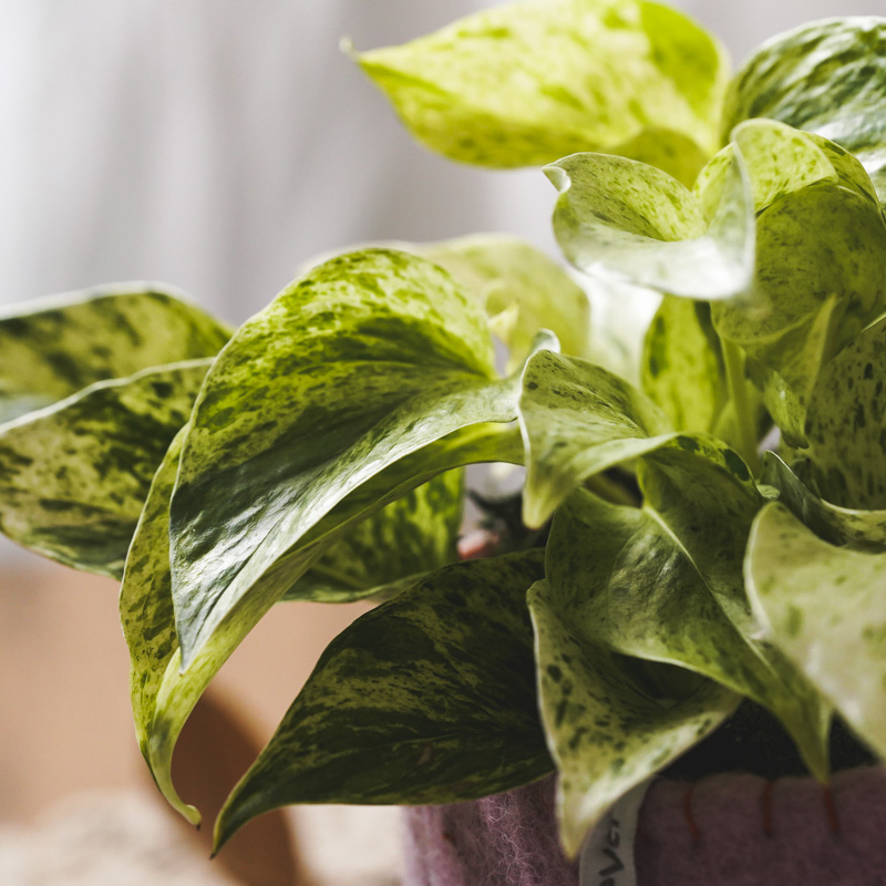 白い葉にグリーンの斑が希少なポトス・マーブルクイーン | 青山