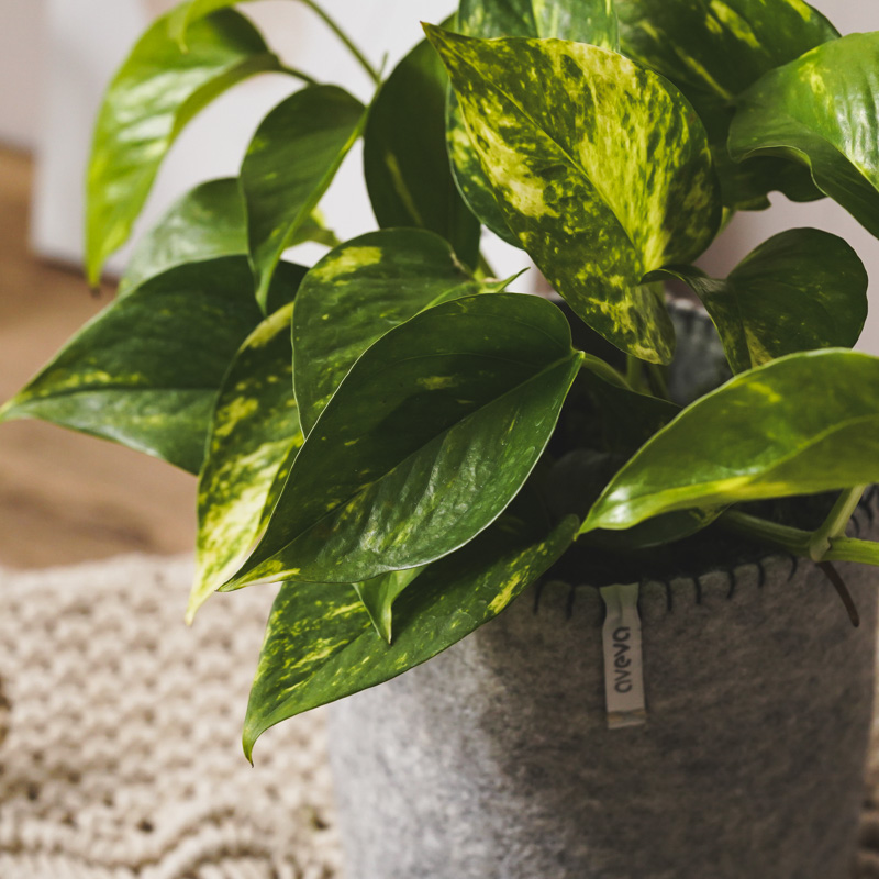 様々な色が混ざり合う葉が美しいポトス・ゴールデン | 青山フラワー