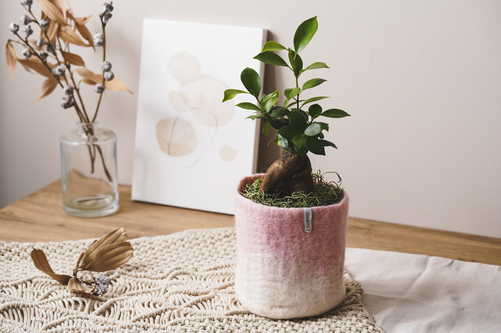 生命力あふれる樹形が特徴のガジュマル(Grey) | 青山フラワー