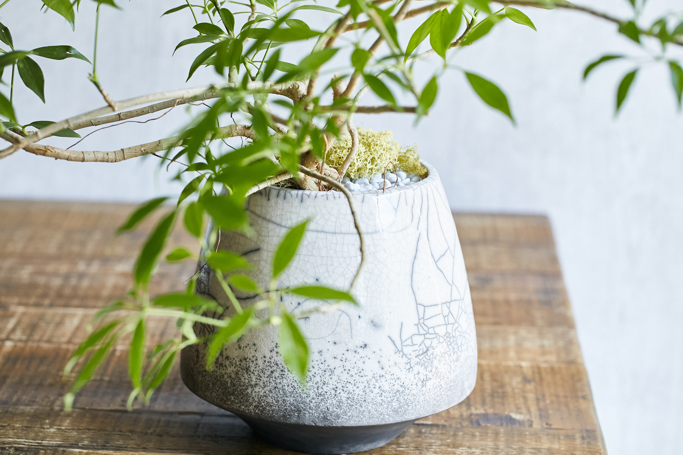 Domani/CARACAS(カラカス)28 Swamp 3号鉢用 | 青山フラワーマーケット