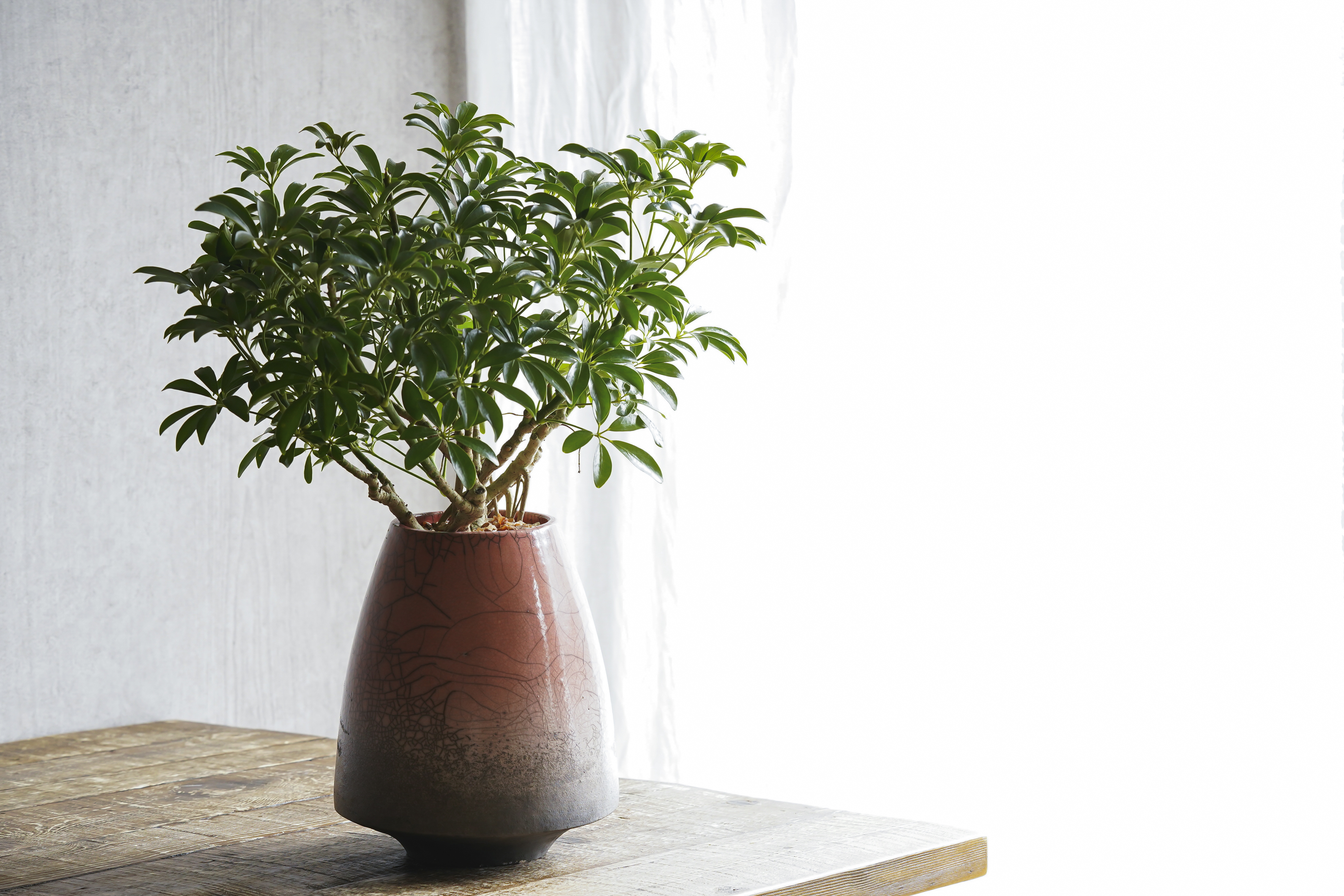 Domani/CARACAS(カラカス)28 Swamp 3号鉢用 | 青山フラワーマーケット