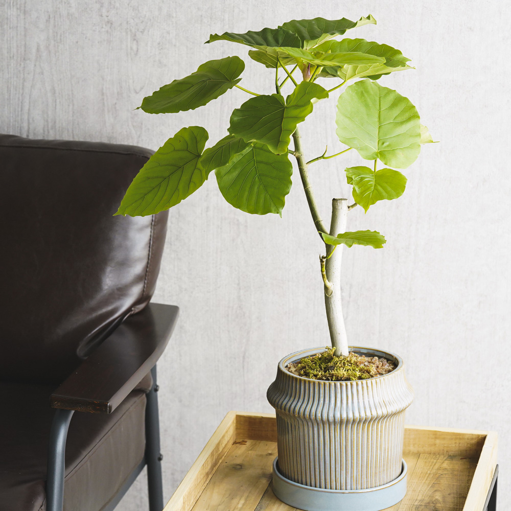 フィカス ウンベラータ フィカス・ウンベラータ 8号鉢 観葉植物と植木鉢の専門店cocolate