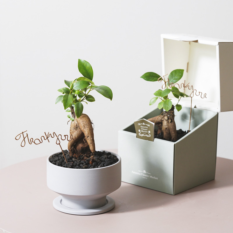 ガジュマル ケース付き 楽天市場】ミニガジュマル セメント鉢植え 直径