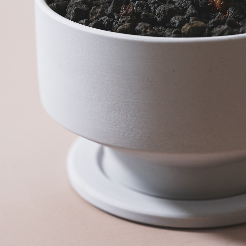 ユニークな姿が特徴的なガジュマル(Gray)「Thankyouメッセージピック