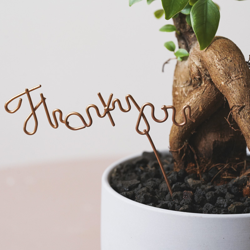 ユニークな姿が特徴的なガジュマル(Gray)「Thankyouメッセージピック