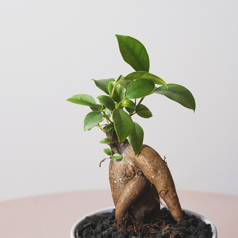 ガジュマル　ぴーすけ ユニークな姿が特徴的なガジュマル(Gray)「Thankyouメッセージピック