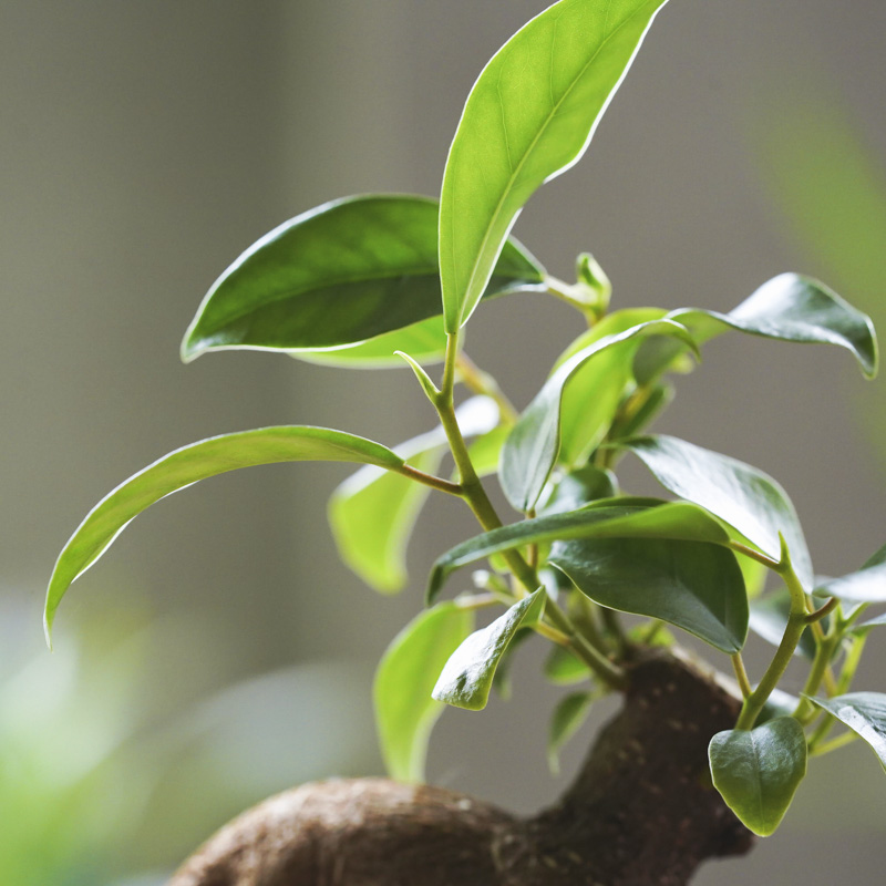 ユニークな姿が特徴的なガジュマル(Gray)「Thankyouメッセージピック