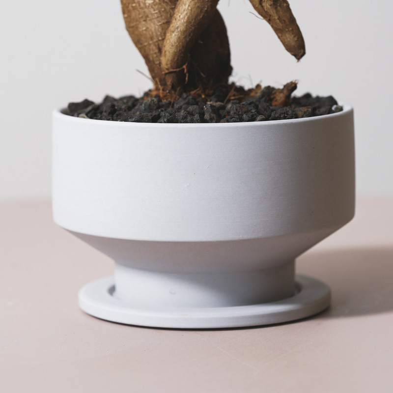 ユニークな姿が特徴的なガジュマル(Gray)「Thankyouメッセージピック