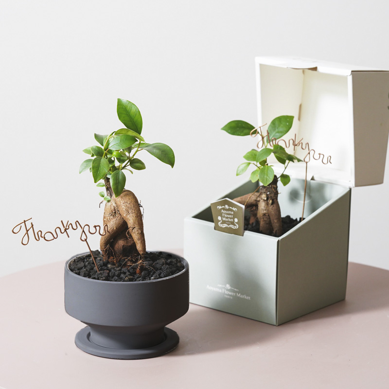 ユニークな姿が特徴的なガジュマル(Black)「Thankyouメッセージピック