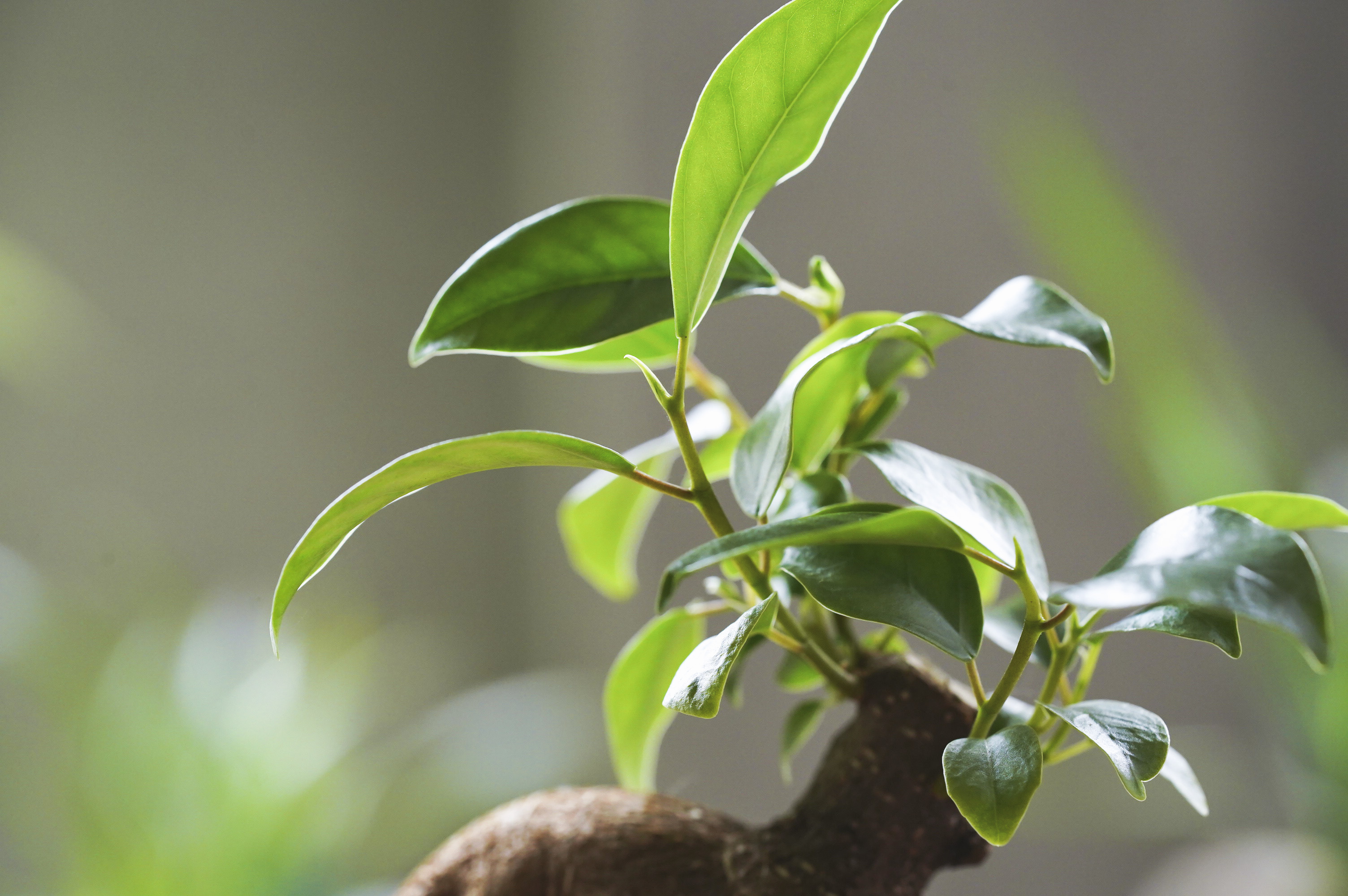 ガジュマル　ぴーすけ ユニークな姿が特徴的なガジュマル(Black)「Thankyouメッセージピック