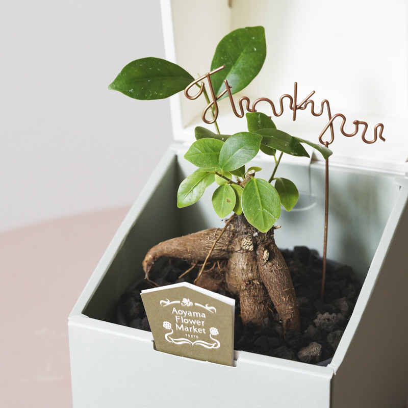 ユニークな姿が特徴的なガジュマル(Black)「Thankyouメッセージピック