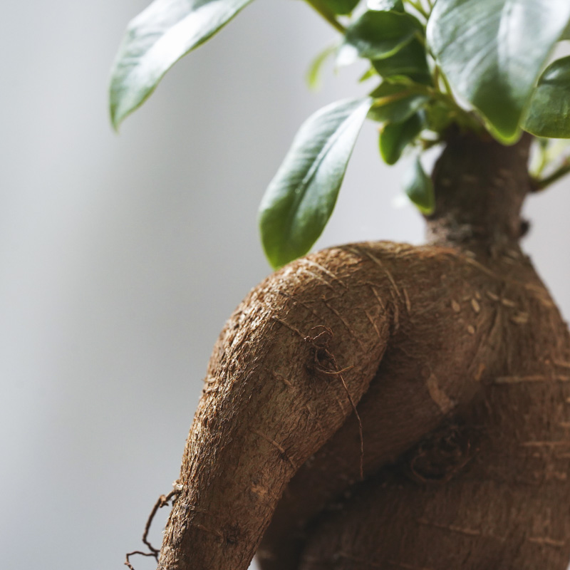 ユニークな姿が特徴的なガジュマル(Black)「Thankyouメッセージピック