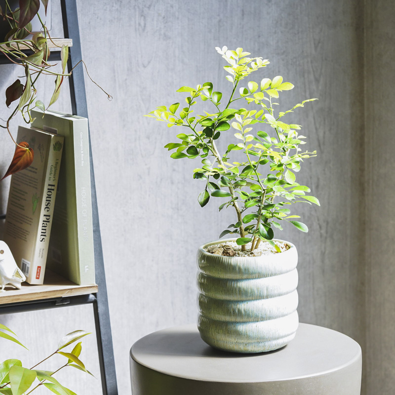 観葉植物 | 再入荷商品 | 青山フラワーマーケット｜花束・ギフトの