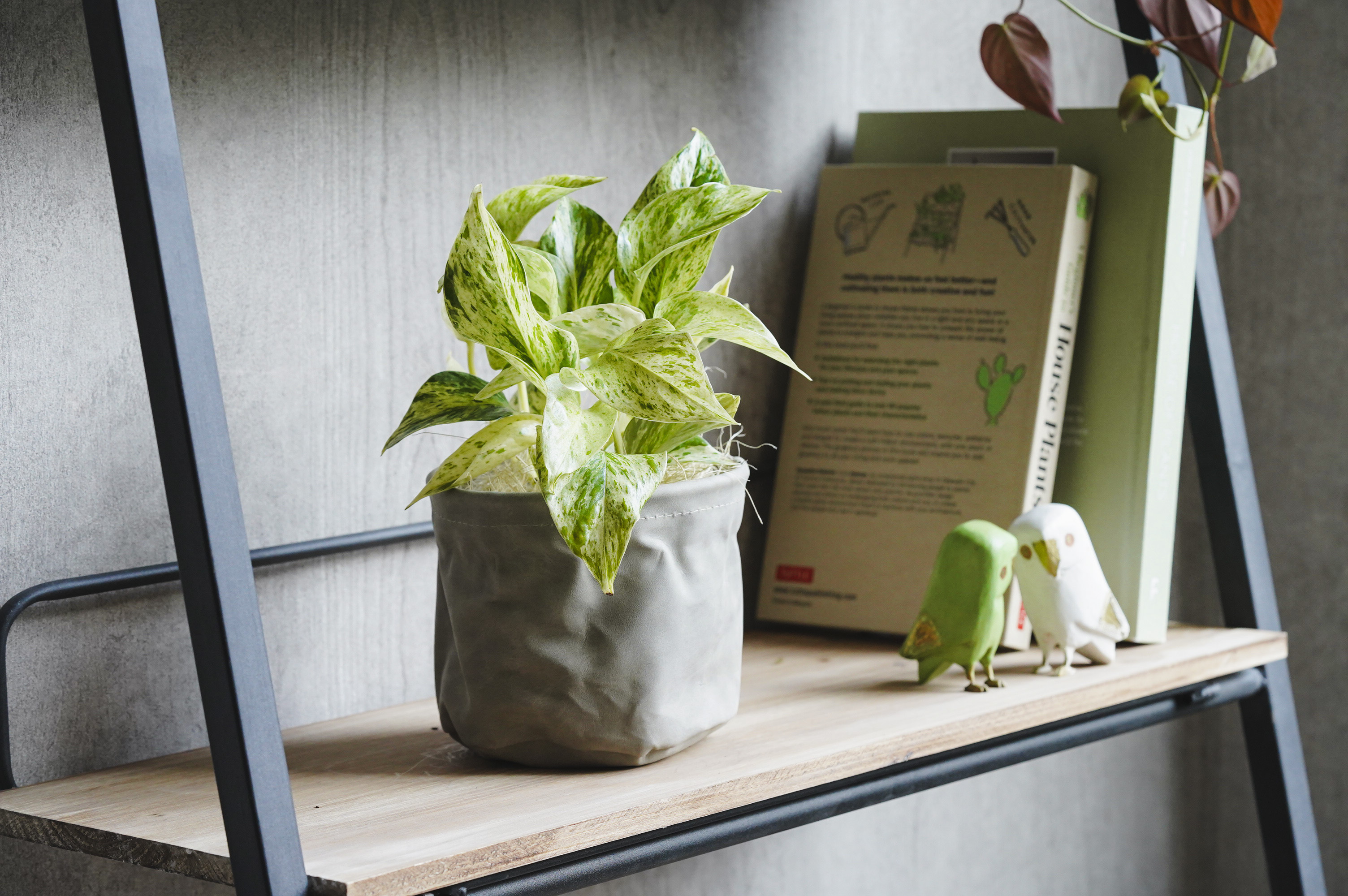 白×緑のマーブルが爽やかなポトス・マーブルクイーン | 青山フラワー