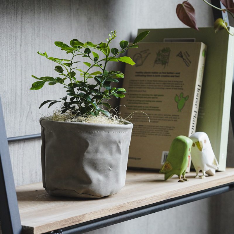 青山フラワーマーケット｜デスクやテーブル・棚 に置く植物 | 青山