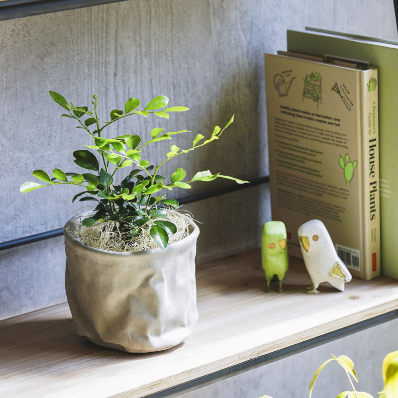 小葉がキュートなゲッキツ | 青山フラワーマーケット｜花束・ギフトの