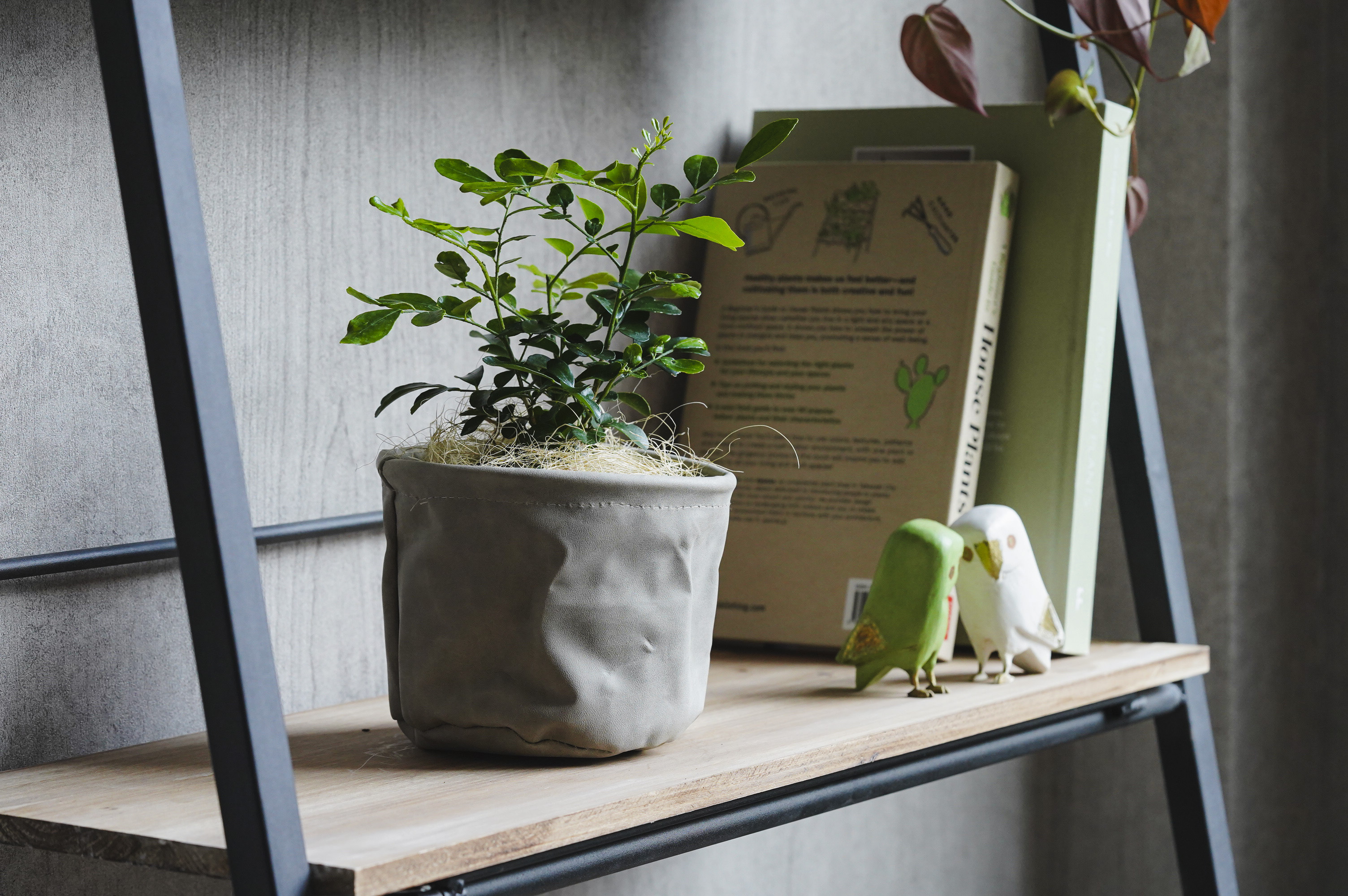 小葉がキュートなゲッキツ | 青山フラワーマーケット｜花束・ギフトの