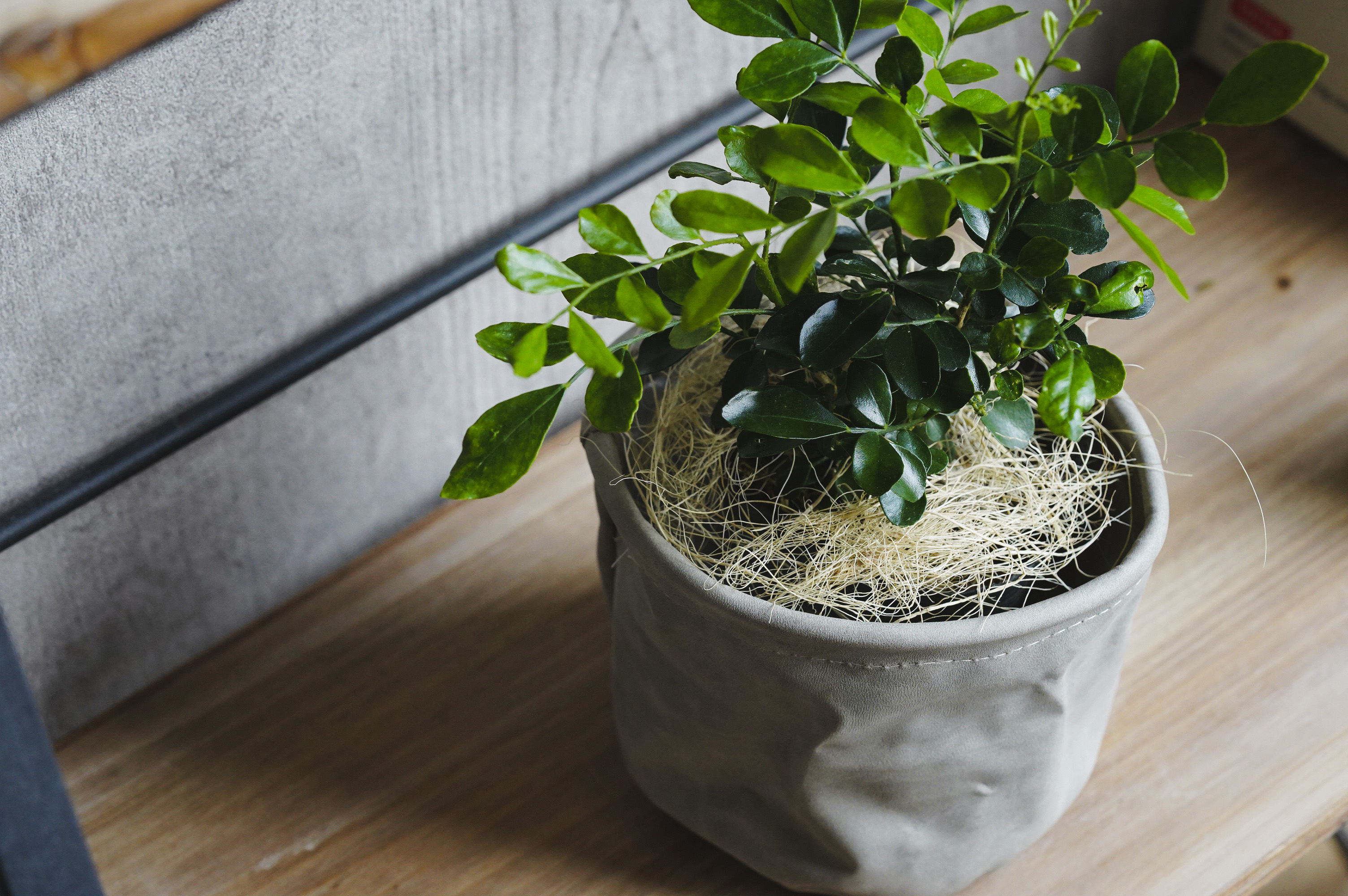 青花 葉形 三足 筆洗 匙付(A887) 青花 葉形 三足 筆洗 匙付(A887) 青花 葉形 三足 筆洗 匙付(A887) 青花