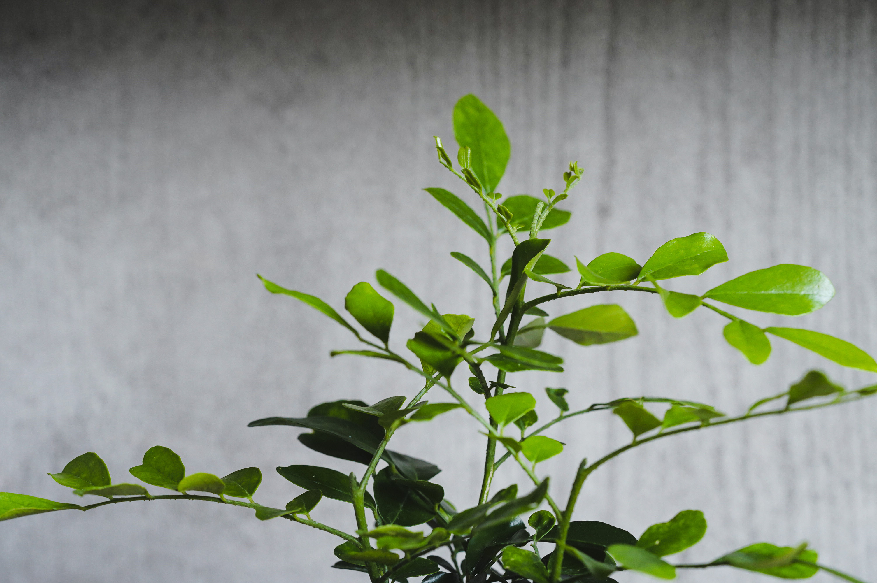 小葉がキュートなゲッキツ | 青山フラワーマーケット｜花束・ギフトの